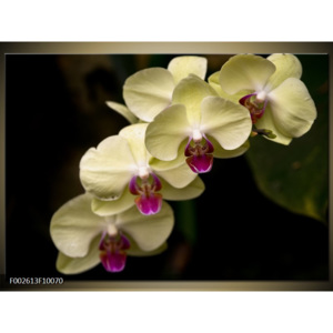 Obraz Kvítky orchidejí