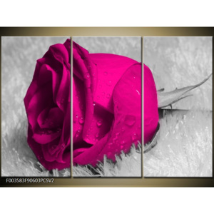 Obraz Vínová růže