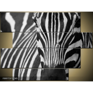 Obraz zebra