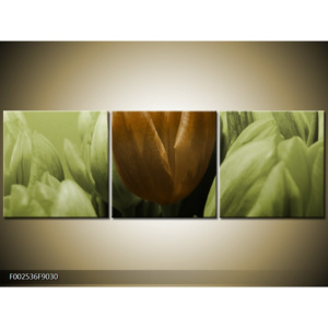 Obraz Detail tulipánů - zelená a hnědá