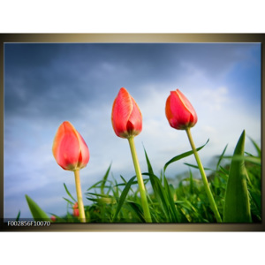 Obraz Červené tulipány