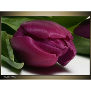 Obraz Vínový tulipán