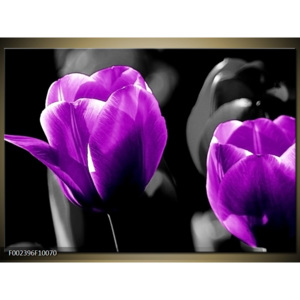 Obraz Tulipány liliokvěté - fialové