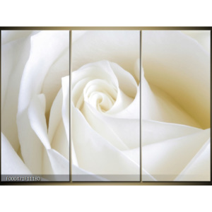 Obraz Detail bílé růže