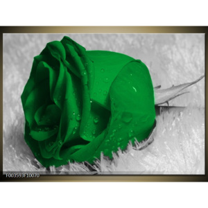Obraz Zelený květ růže