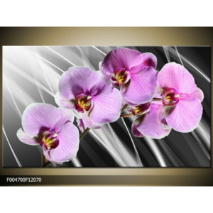 Obraz fialová orchidej