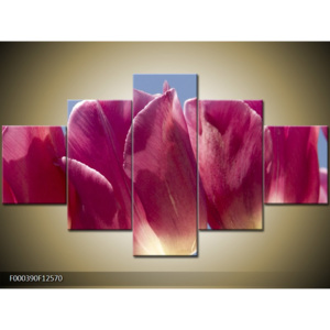 Obraz Růžové tulipány - detail