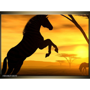 Obraz kůň ve slunečním svitu