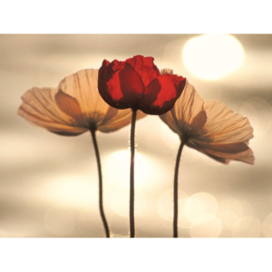 Obraz na plátně Yoshizo Kawasaki - Icelandic Poppies, (80 x 60 cm)