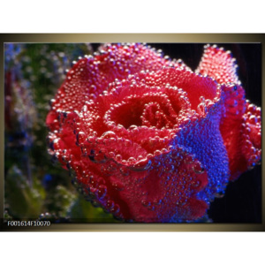 Obraz Orosená růže