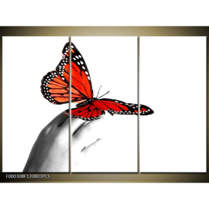 Obraz červený motýl