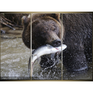 Obraz medvěd při lovu