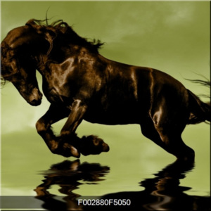 Obraz černého koně