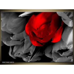 Obraz Tulipány - černobílá a červená