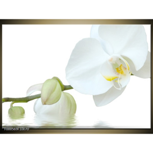 Obraz Poupátka bílých orchidejí