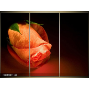 Obraz Květ oranžové růže