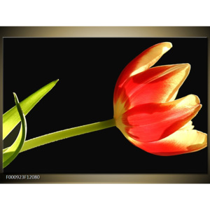 Obraz Červený tulipán