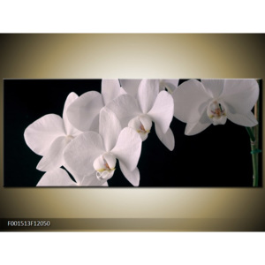 Obraz Bílé orchideje - černé pozadí