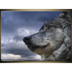 Obraz vlk