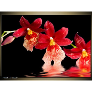 Obraz Tři červené orchideje