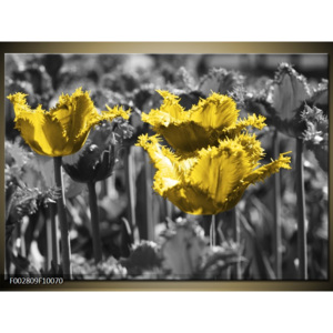 Obraz Střapaté žluté tulipány