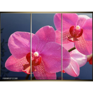 Obraz Růžové orchideje - detail