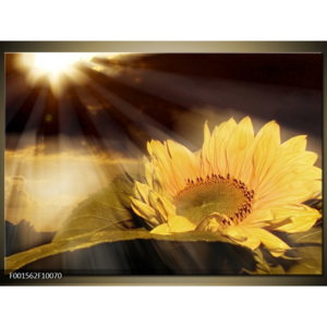 Obraz Žlutý kvítek ve slunečním svitu