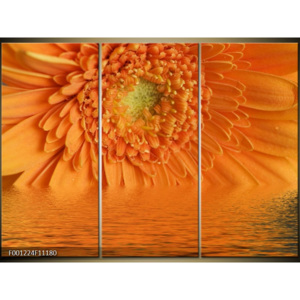 Obraz Oranžový květ ve vodě