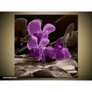 Obraz orchidej