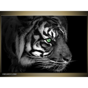 Obraz pohled tigra