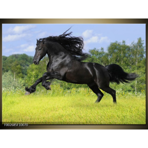 Obraz svoboda koně