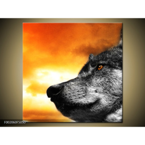 Obraz šedý vlk