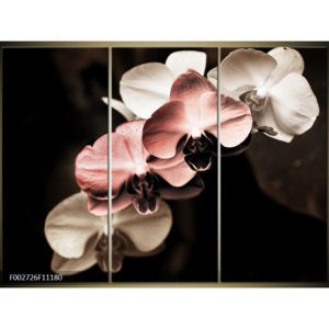 Obraz Orchideje - krémová a růžová