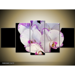 Obraz orchidej bílá