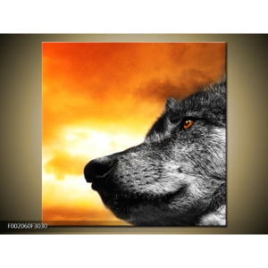 Obraz šedý vlk
