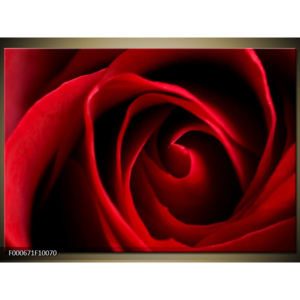 Obraz Detail červené růže