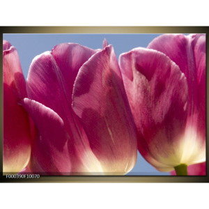 Obraz Růžové tulipány - detail
