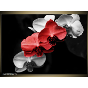Obraz Orchideje - černobílá a červená