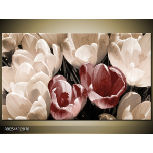 Obraz Tulipány shora - bílá a červená