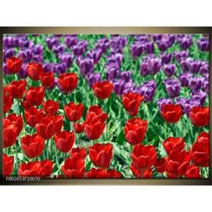 Obraz Pole barevných tulipánů