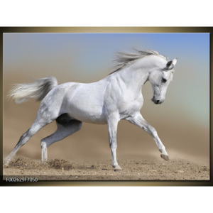 Obraz bílý kůň