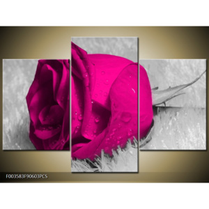 Obraz Vínová růže