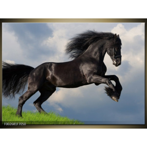Obraz černý kůň