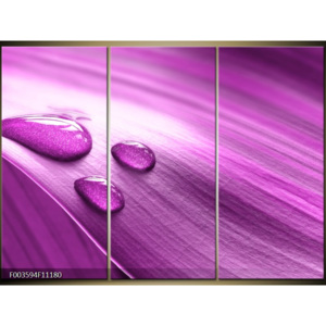 Obraz Kapky vody na fialovém listu