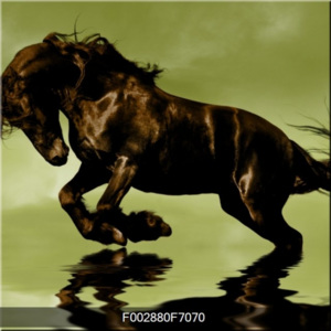 Obraz černého koně
