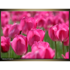 Obraz Záhon růžových tulipánů