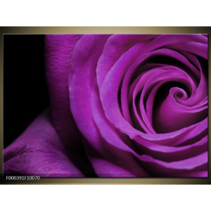 Obraz Fialová růže - detail