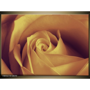 Obraz Žlutá růže - detail