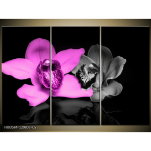 Obraz Orchideje - černobílý a fialový květ