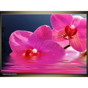 Obraz orchidej růžová